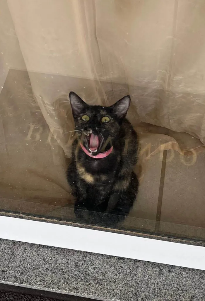 Gato ra a SRD-ViraLata idade 2 a 6 meses nome Gatinha Perdida Cidade Universitária 