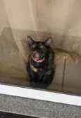 Gatinha Perdida Cidade Universitária