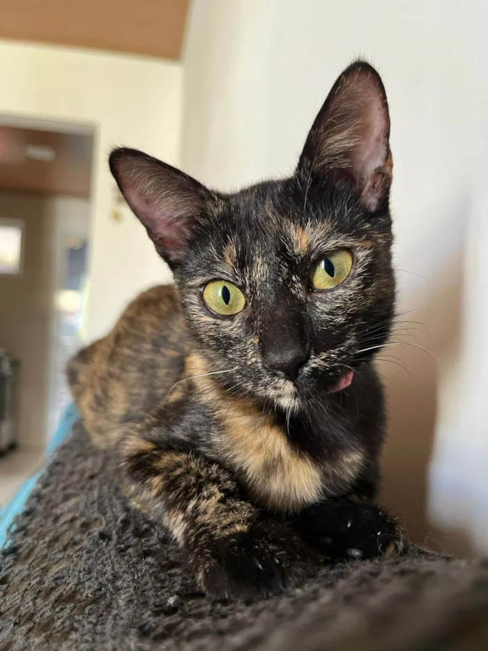 Gato ra a SRD-ViraLata idade 2 a 6 meses nome Gatinha Perdida Cidade Universitária 
