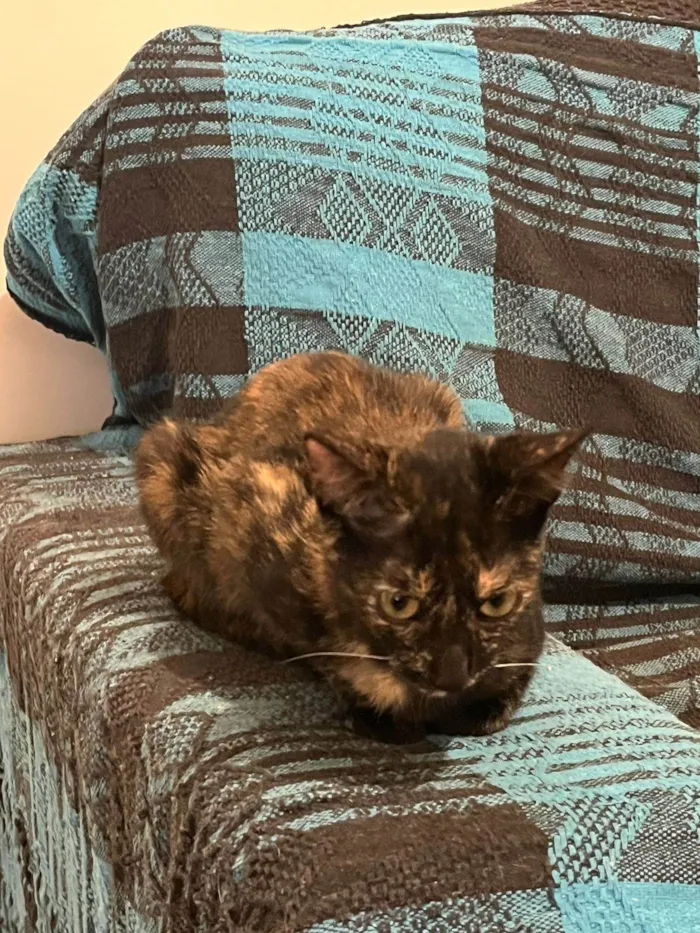 Gato ra a SRD-ViraLata idade 2 a 6 meses nome Gatinha Perdida Cidade Universitária 