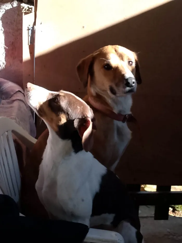 Cachorro ra a SRD-ViraLata idade 4 anos nome Layde