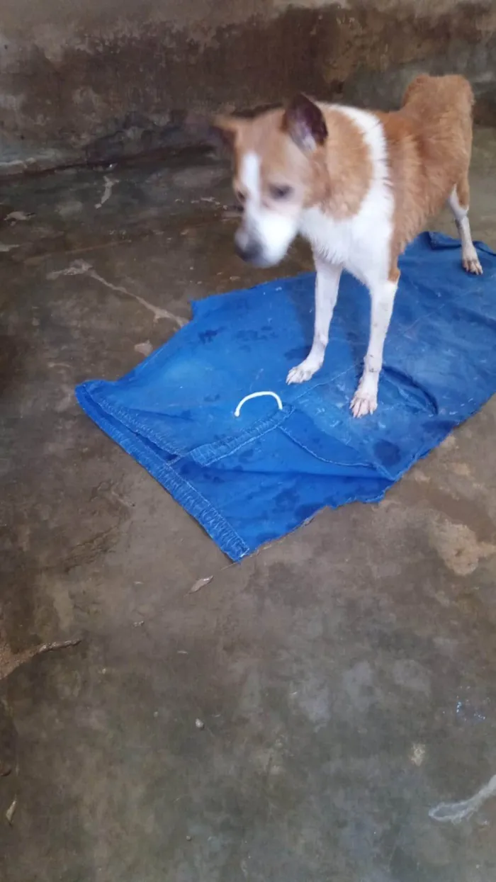 Cachorro ra a SRD-ViraLata idade 6 ou mais anos nome Lupi
