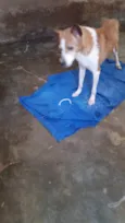 Lupi