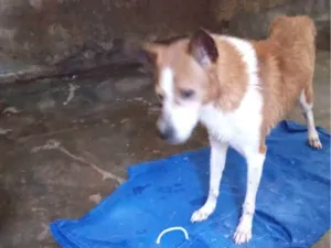 Cachorro raça SRD-ViraLata idade 6 ou mais anos nome Lupi