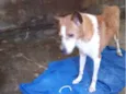 Lupi