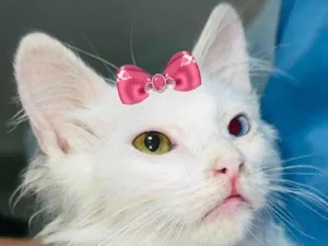 Gato raça Angorá idade 2 a 6 meses nome Safira 
