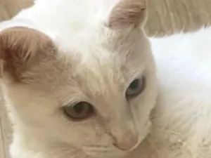 Gato raça SRD-ViraLata idade 2 a 6 meses nome SKY 