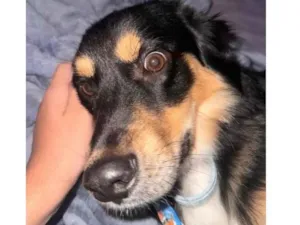 Cachorro raça Labrador idade 7 a 11 meses nome Marlon 
