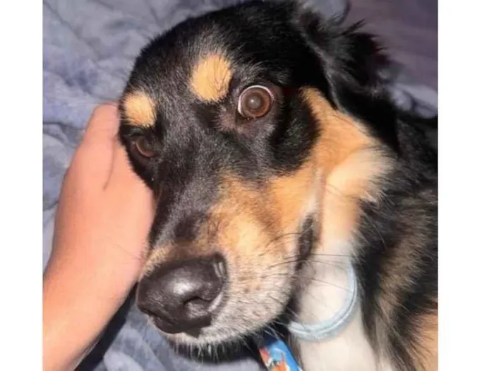 Cachorro ra a Labrador idade 7 a 11 meses nome Marlon 