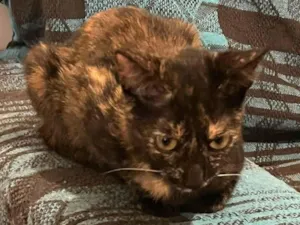 Gato raça SRD-ViraLata idade 2 a 6 meses nome Gatinha Perdida Cidade Universitária 