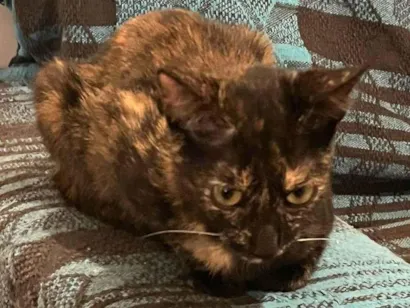 Gato raça SRD-ViraLata idade 2 a 6 meses nome Gatinha Perdida Cidade Universitária 