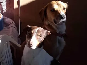 Cachorro raça SRD-ViraLata idade 4 anos nome Layde