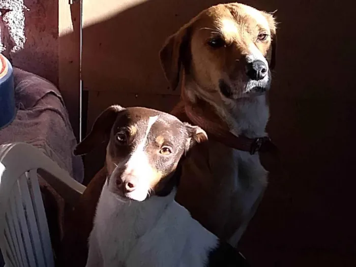 Cachorro ra a SRD-ViraLata idade 4 anos nome Layde
