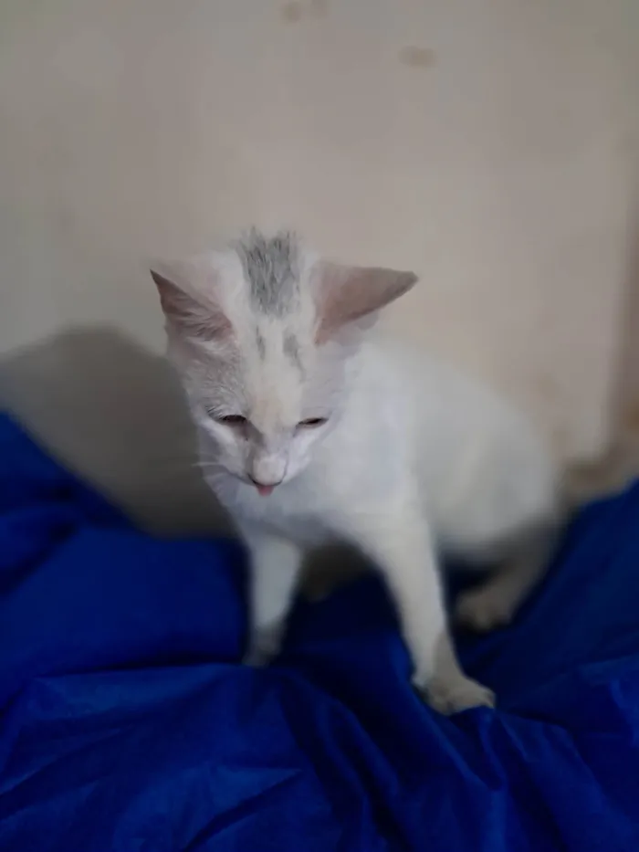 Gato ra a SRD-ViraLata idade 2 a 6 meses nome Rony