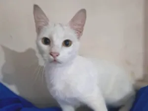 Gato raça SRD-ViraLata idade 2 a 6 meses nome Rony