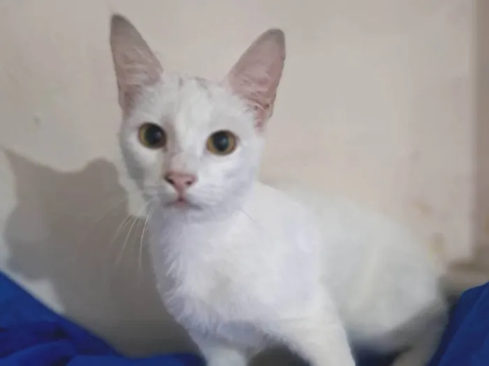 Gato ra a SRD-ViraLata idade 2 a 6 meses nome Rony