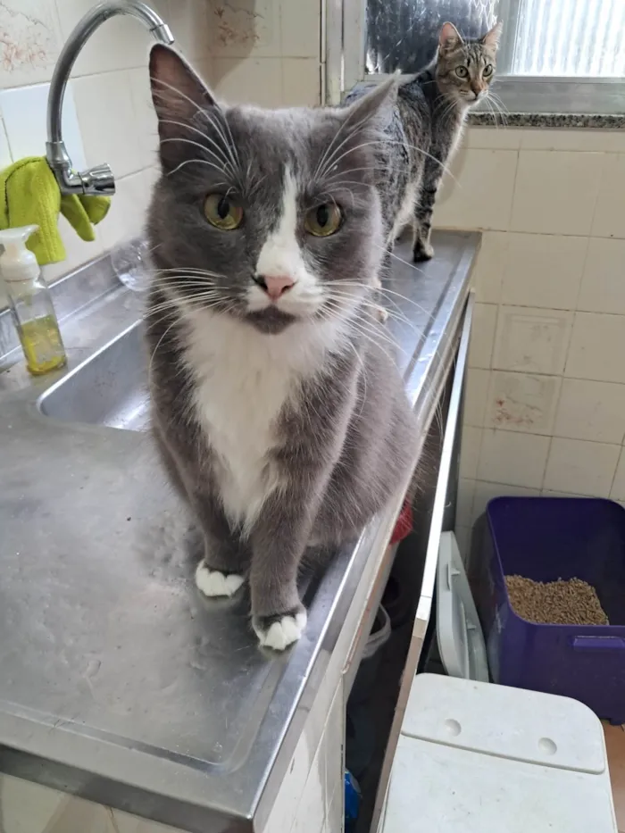 Gato ra a SRD-ViraLata idade 2 anos nome Pandora