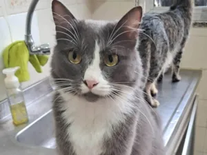 Gato raça SRD-ViraLata idade 2 anos nome Pandora