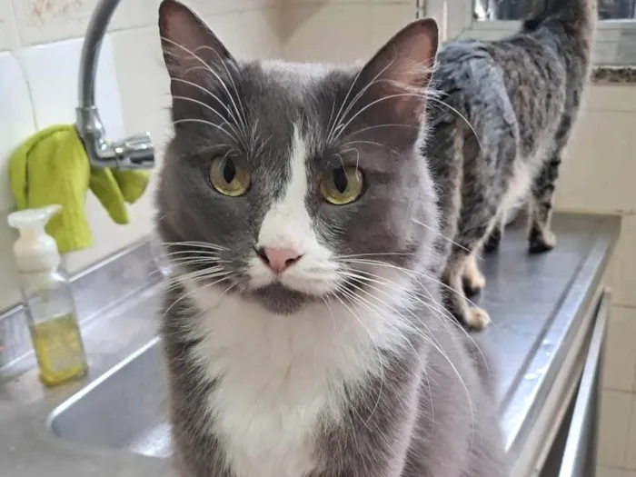Gato ra a SRD-ViraLata idade 2 anos nome Pandora