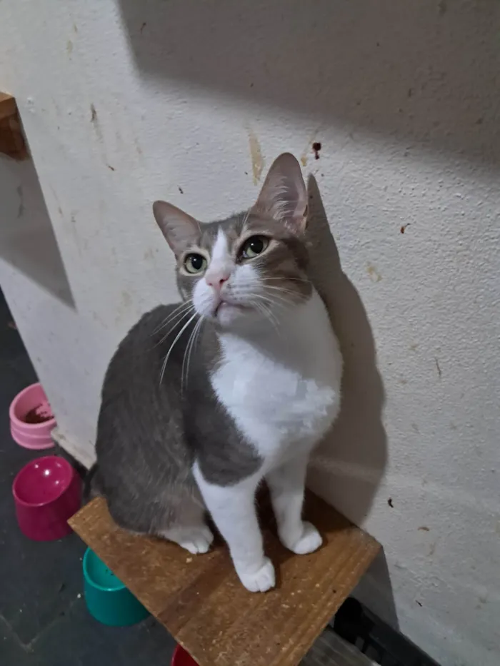 Gato ra a SRD-ViraLata idade 2 anos nome TOM