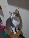 TOM
