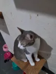 TOM