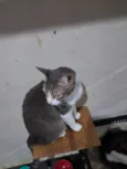 TOM