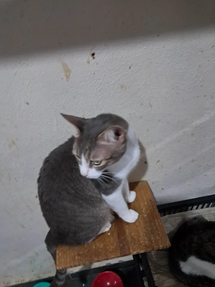 Gato ra a SRD-ViraLata idade 2 anos nome TOM