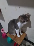TOM