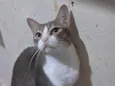 TOM