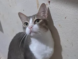 Gato raça SRD-ViraLata idade 2 anos nome TOM