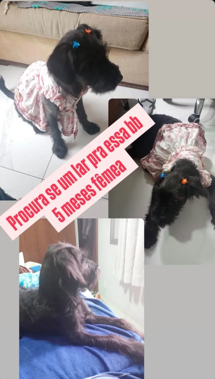 Cachorro ra a SRD-ViraLata idade 2 a 6 meses nome Luna 