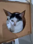 MIMI