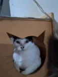 MIMI