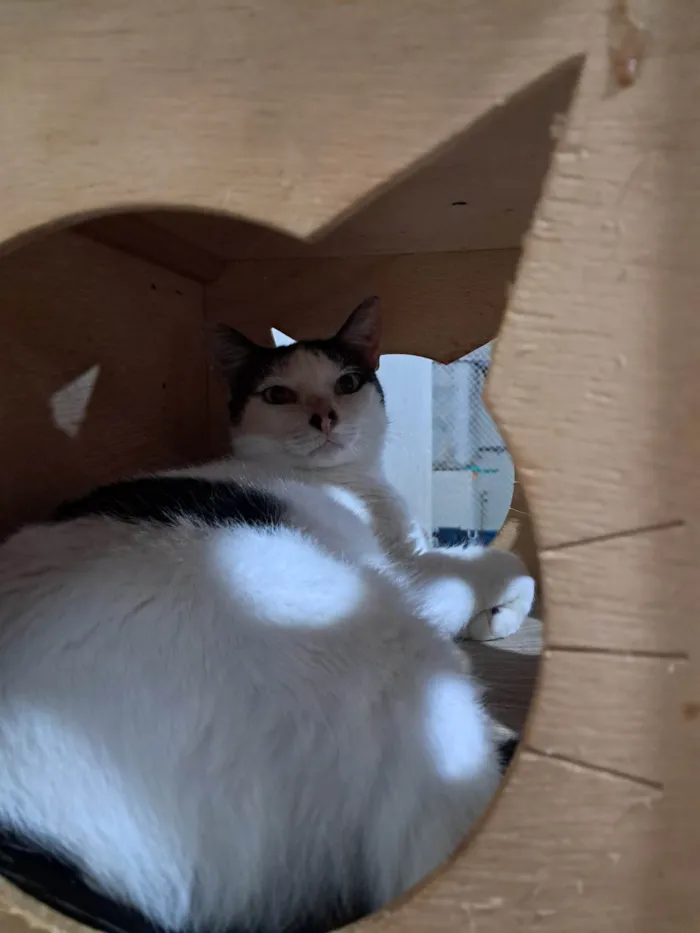 Gato ra a SRD-ViraLata idade 2 anos nome MIMI
