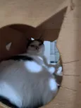 MIMI