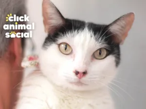 Gato raça SRD-ViraLata idade 2 anos nome MIMI