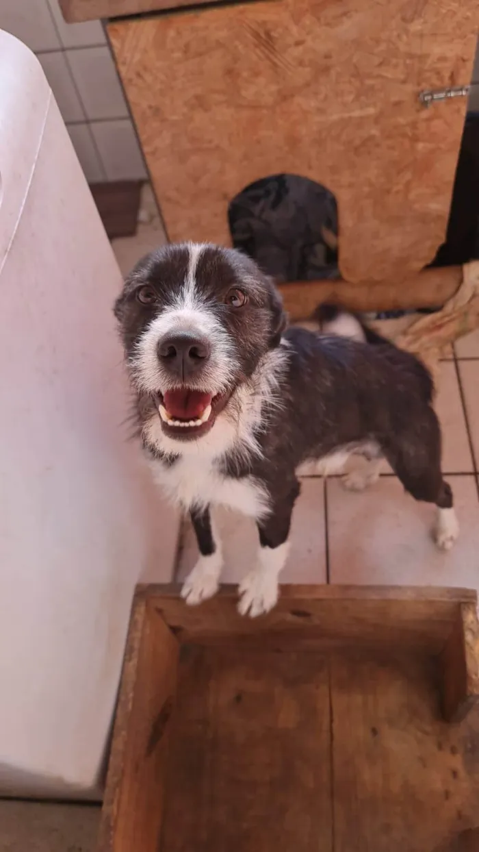 Cachorro ra a SRD-ViraLata idade 2 anos nome Frederico