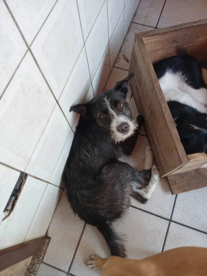 Cachorro ra a SRD-ViraLata idade 2 anos nome Frederico