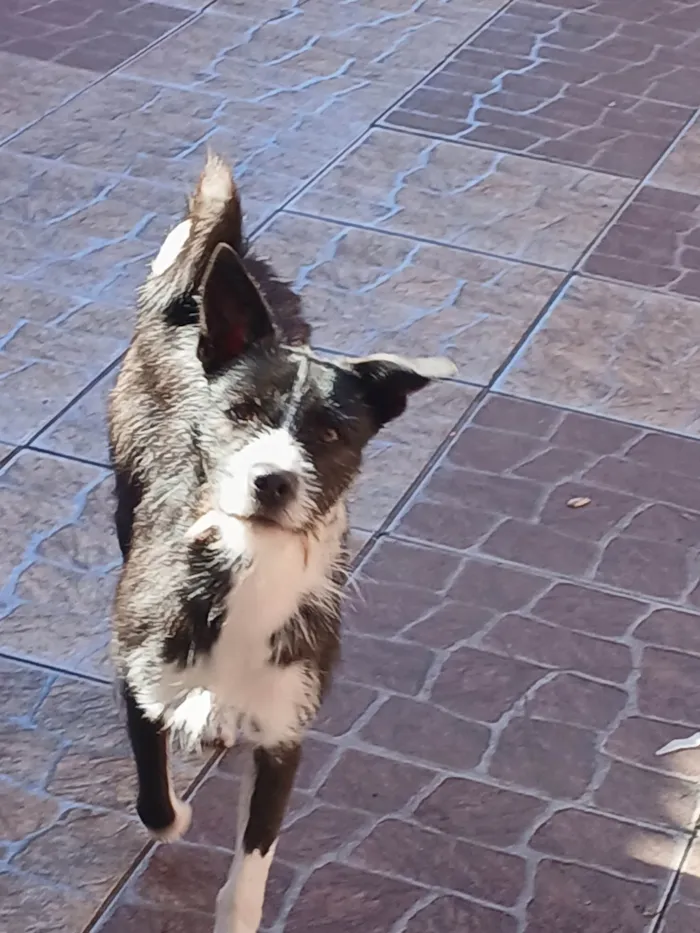 Cachorro ra a SRD-ViraLata idade 2 anos nome Frederico