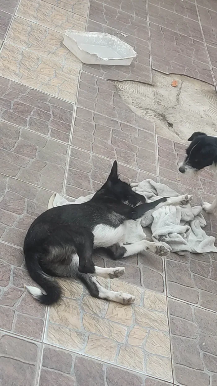 Cachorro ra a SRD-ViraLata idade 2 anos nome Frederico