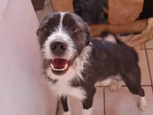 Cachorro raça SRD-ViraLata idade 2 anos nome Frederico