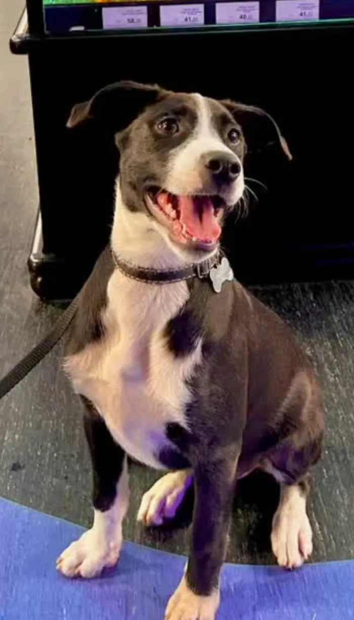Cachorro ra a SRD-ViraLata idade 2 anos nome Muffin