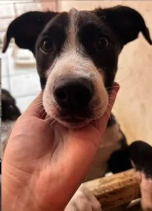 Cachorro ra a SRD-ViraLata idade 2 anos nome Muffin