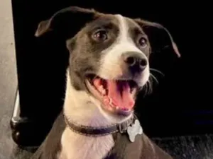 Cachorro raça SRD-ViraLata idade 2 anos nome Muffin