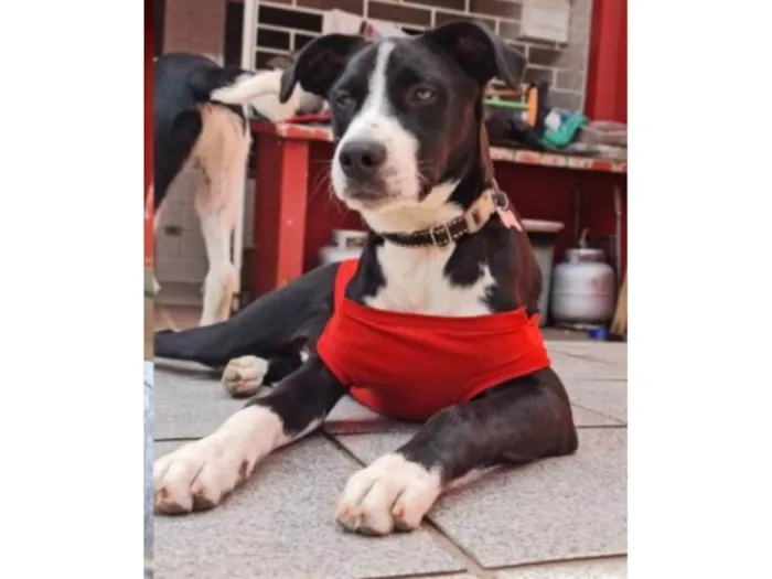 Cachorro ra a SRD-ViraLata idade 2 anos nome Muffin
