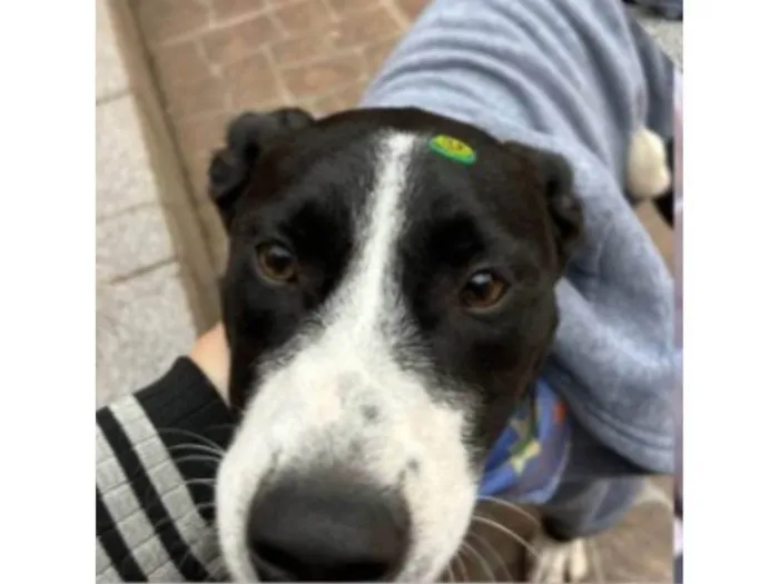 Cachorro ra a SRD-ViraLata idade 2 anos nome Muffin