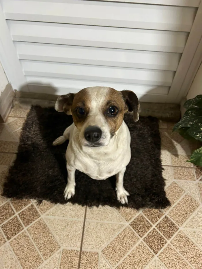 Cachorro ra a SRD-ViraLata idade 5 anos nome Sem Nome / Encontrado na Rua 
