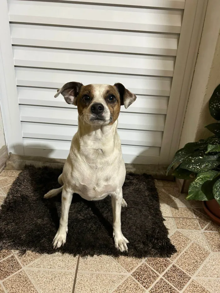 Cachorro ra a SRD-ViraLata idade 5 anos nome Sem Nome / Encontrado na Rua 