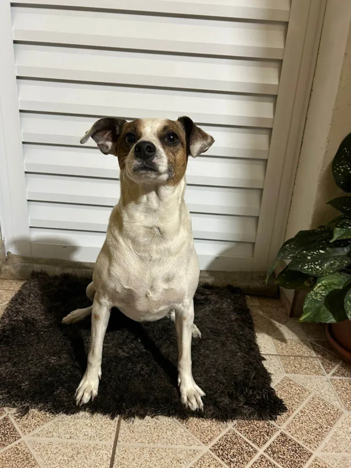 Cachorro ra a SRD-ViraLata idade 5 anos nome Sem Nome / Encontrado na Rua 